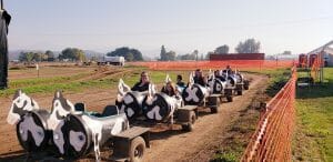 Cow Train Ride