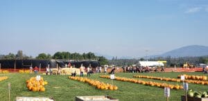 Corn Maze and Pumpkin Patch 2022