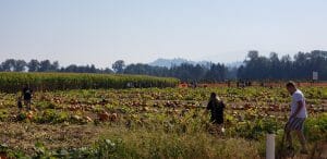 U-Pick Corn Maze and Pumpkin Patch 2022