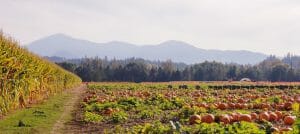 Acres of Pumpkins