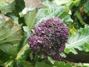 Purple Broccoli Fort Vannoy Farms Farm Stand