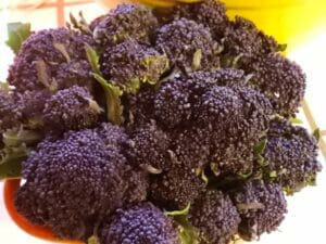 Purple Broccoli Fort Vannoy Farms Farm Stand