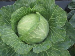 Vegetables Fort Vannoy Farms Farm Stand 6