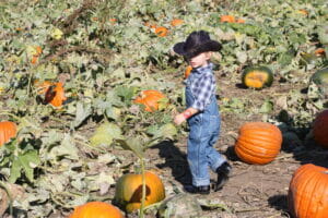 Corn Maze and Pumpkin Patch Fort Vannoy Farms 3