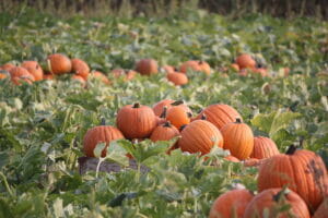 Oregon Pumpkin Patch