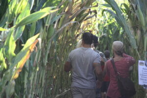 Corn Maze and Pumpkin Patch Fort Vannoy Farms 2