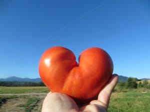 Tomatoes Fort Vannoy Farms Farm Stand 5