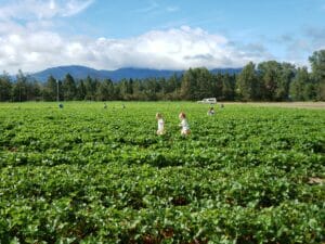 U-Pick Berries Fort Vannoy Farms 5