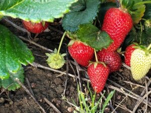 U-Pick Berries Fort Vannoy Farms 4