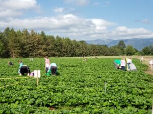 U-Pick Berries Fort Vannoy Farms