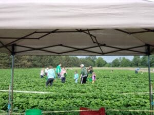 U-Pick Berries Fort Vannoy Farms 7