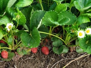 U-Pick Berries Fort Vannoy Farms 8