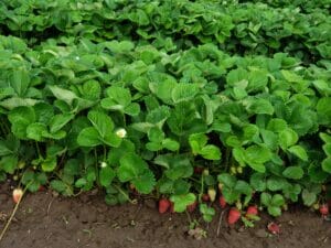 U-Pick Berries Fort Vannoy Farms 2