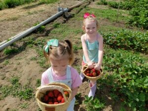 U-Pick Berries Fort Vannoy Farms 6