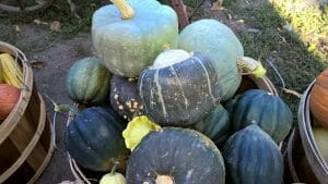 Fall Vegetables Pumpkins Gourds Specialty Corn 2