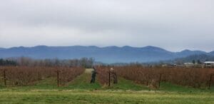 Pruning Strawberries