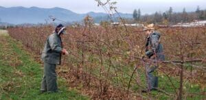 Pruning Blueberries