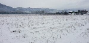 Snowy on the Farm