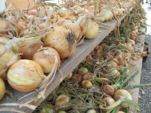 Sorting Onions