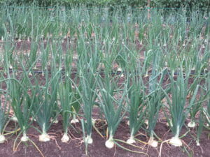 Onions Growing in Garden