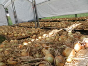 Drying Onions