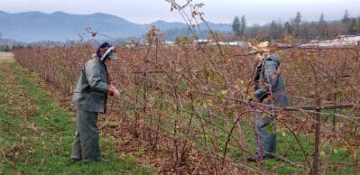 Prunning U-Pick Berries