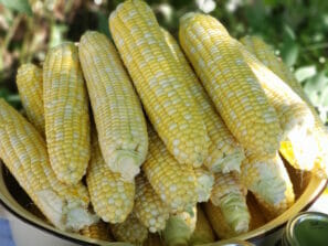 Preserving Sweet Corn